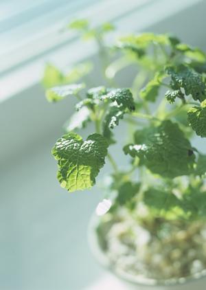 通販を利用して安くOPP袋を手に入れる